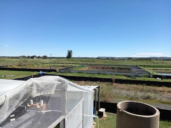 mud ponds on the fish first farm