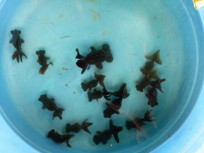 Example of our Black Moor goldfish