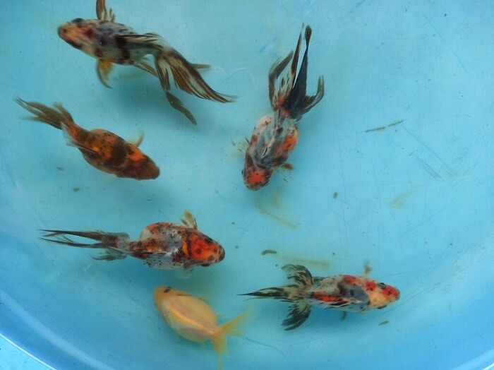 Example of our Calico goldfish