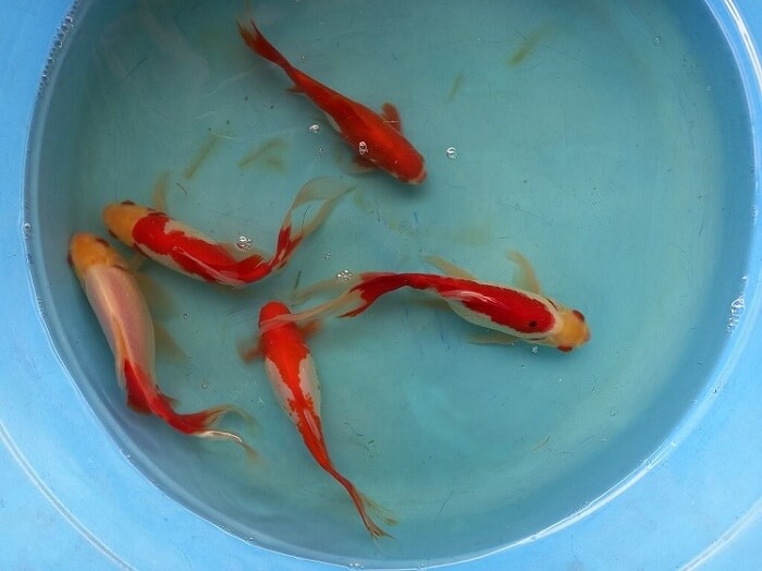 Example of our Comet goldfish