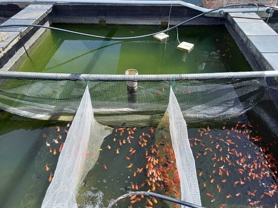 conditioning pond with goldfish