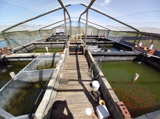 conditioning pond system