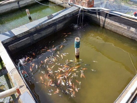 one of our conditioning ponds with koi fish