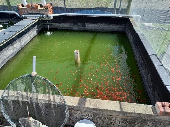 oranda goldfish in conditioning pond