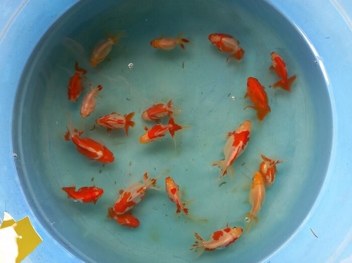 Exampe of our Fantail goldfish