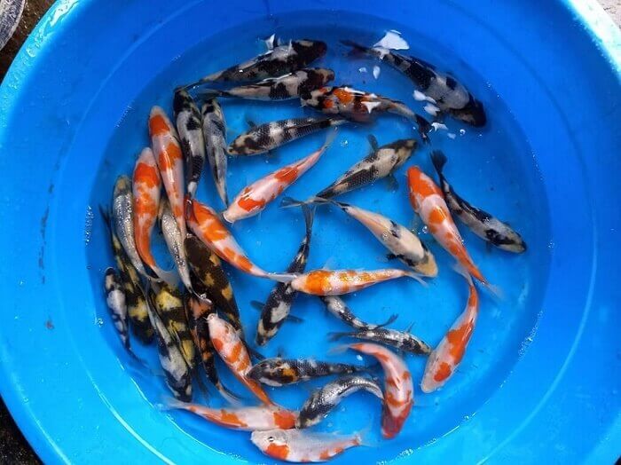 colorful medium a grade quality koi fish