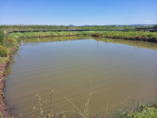 mud pond with bore hole water
