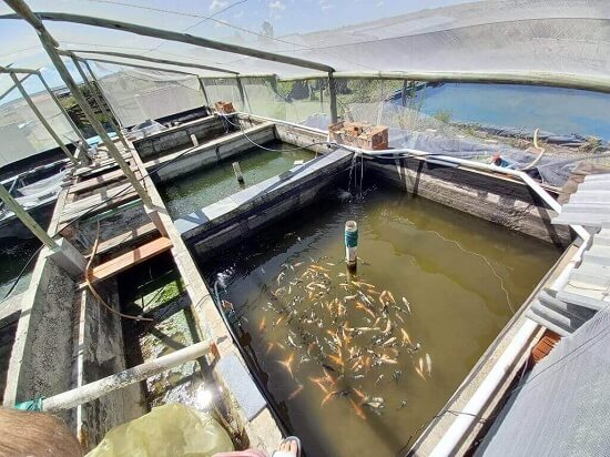 conditioning pond with commercial koi fish