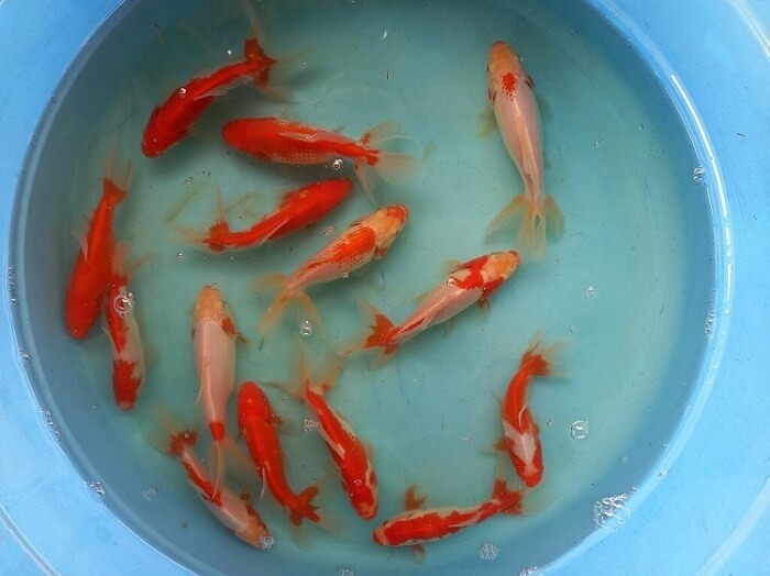 Example of our Wakin goldfish