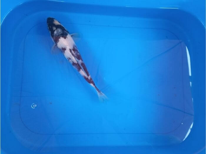 tategoi shiro utsuri koi fish