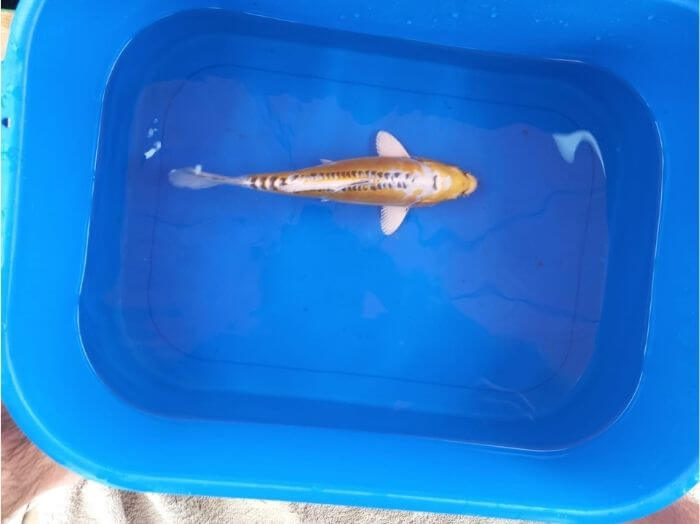 doitsu kojaku tategoi koi fish