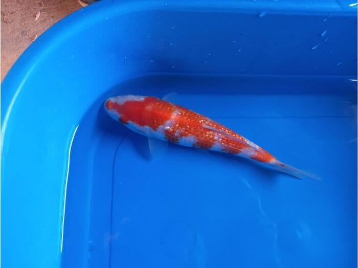 tategoi kohaku koi fish